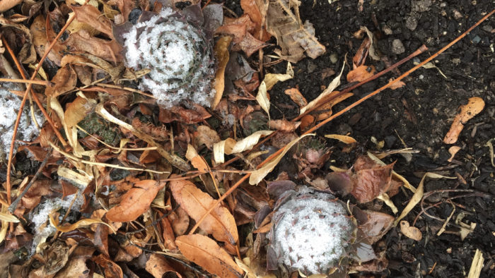 A skiff of snow—light as powdered sugar—dusting the hens and chicks.